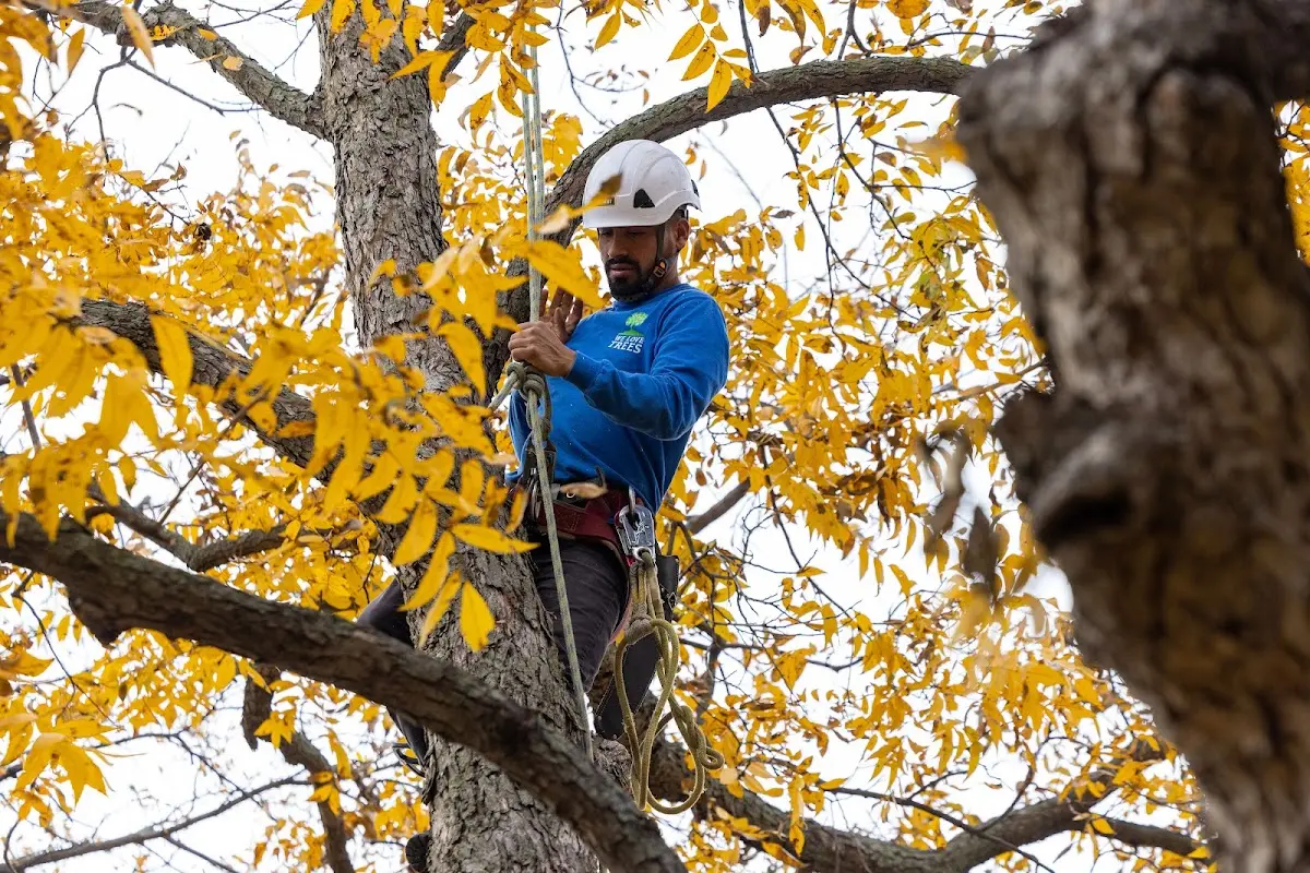 Skilled Tree Planing crew working in Aurora
